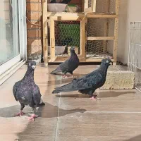 ۷ عددکفتر صربستانی زاغ