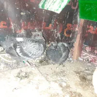 جوجه پلاکی|پرنده|همدان, |دیوار