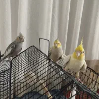 جفت عروس هلندی و نر بالغ