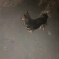 سگ پیدا شده باباریز