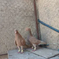 پرنده