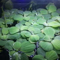 کاهو رو آبی