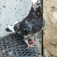 دو عدد کفتر تهرآنئ