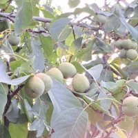 نهالستان پالیز دارای ارقام متنوع نهال دیرگل.|خدمات باغبانی و درختکاری|نطنز, |دیوار