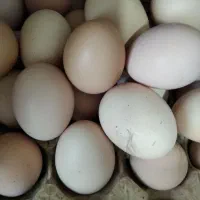 تخم مرغ رسمی واورگانیک  نطفه دار  هم هستند