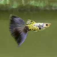 ماهی گوپی نژاد خاص و کمیاب  بلو کبری گریدA