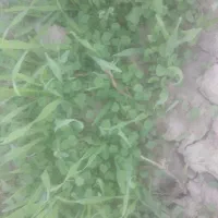 بذر یونجه ایرانشهری