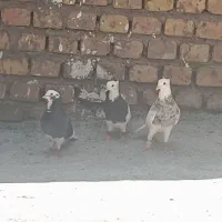 معاوضه کبوتر