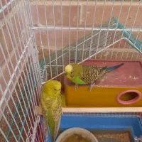 مرغ عشق|پرنده|فولادشهر, مسکن مهر فولادشهر|دیوار