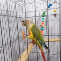 گرینچیک کاملا رام سخنگو باقفس|پرنده|کرمان, |دیوار