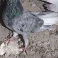 دم‌سفید‌۳۵۰۰|پرنده|محمدیه-قزوین, |دیوار