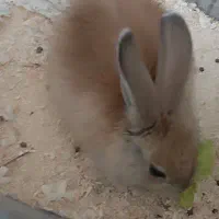 خرگوش|موش و خرگوش|محمدیه-قزوین, |دیوار