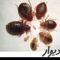 سمپاشی ساس سم پاشی سوسک بومهن پردیس تهران وحومه|خدمات نظافت|بومهن, |دیوار