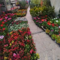 باغبانی ستارخان پاسداران ولنجک قیطریه کاوه|خدمات باغبانی و درختکاری|تهران, جماران (نیاوران)|دیوار