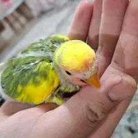 دو عدد عروس هلندی و پنج دونه طوطی برزیلی|پرنده|فردیس, فردیس|دیوار