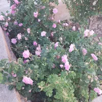 باغچه ۵۲۰ متری روستای علیسید