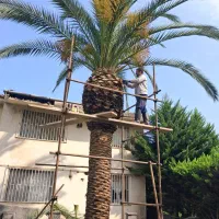 هرس فونیکس. لاوسون . شمشاد|خدمات باغبانی و درختکاری|نوشهر, |دیوار