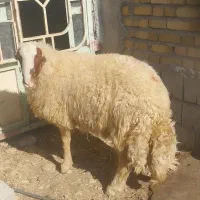 میش ابستن جوان و یک راس بره نر،یک را قوچ سنجابی