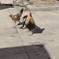 خروس فونیکس