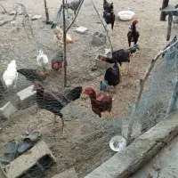 خروس لاری ۸ ماهه