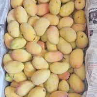 ترشی انبه درجه یک
