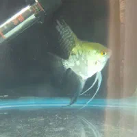 ماهی آکواریومی