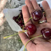 کارگر گیلاس چین - گیلاس چینی