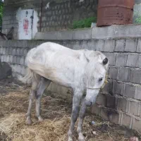 اسب آرام و بچه سوار