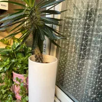 گل و گلدان بن سای زانفولیا سانسوریا