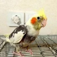 دو عدد عروس هلندی