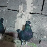 سلام فروشی|پرنده|کرمان, |دیوار