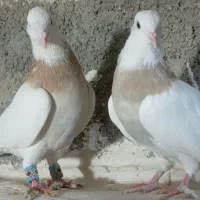 جفت طوقی|پرنده|شیروان (خراسان), |دیوار