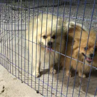 پامرانین ماده