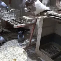 فروش کبوتر|پرنده|چمران, |دیوار