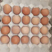 تخم مرغ محلی