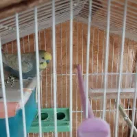 مرغ عشق انگلیسی.نر.سالمشیطون|پرنده|ساری, |دیوار