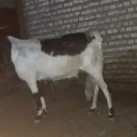 دوتا بز چپر