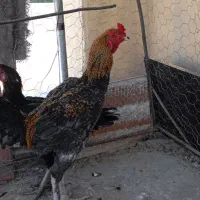 خروس لاری|حیوانات مزرعه|بیدشهر, |دیوار