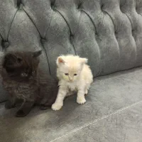 فروش گربه نژاد دار|گربه|گرگان, |دیوار