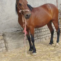 اسب ماده