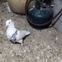 طوقی زرد خال سیاه وخرمای|پرنده|بهار, |دیوار