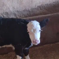 گوساله سیمینتال