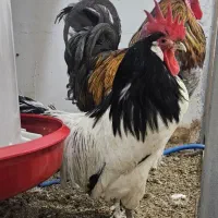 خروس لاکنولدر بسیار زیبا