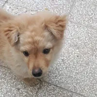 سگ پامر|سگ|بیرجند, |دیوار