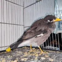 مینا نر فروشی|پرنده|فردیس, شهرک ارم|دیوار