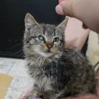 واگذاری رایگان بچه گربه نر دو ماهه|گربه|لاهیجان, فیاض|دیوار