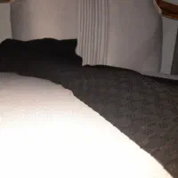 یک قواره پارچه چادر مشکی طرح دار|لباس|صفادشت, |دیوار