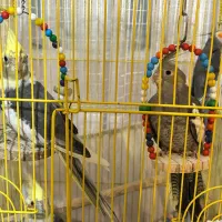 واگذاری عروس هلندی|پرنده|ساری, |دیوار