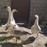 قوقاز|حیوانات مزرعه|سوسنگرد, |دیوار