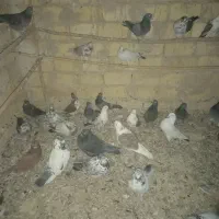 کفتر نرو ماده